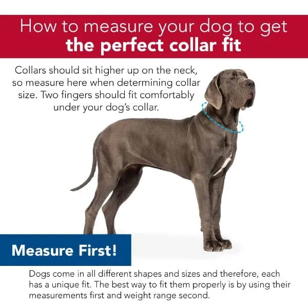 Coastal Jewelled Dog Collar