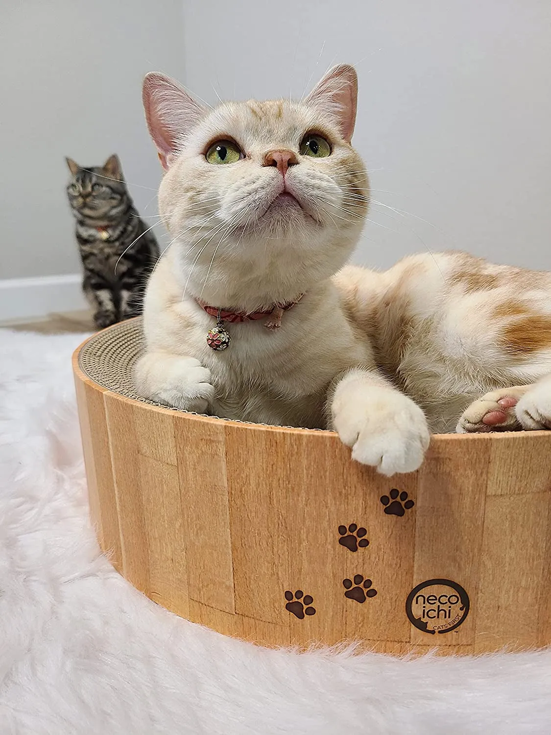 Cozy Cat Scratcher Bowl (Regular, A.Bowl(Oak))