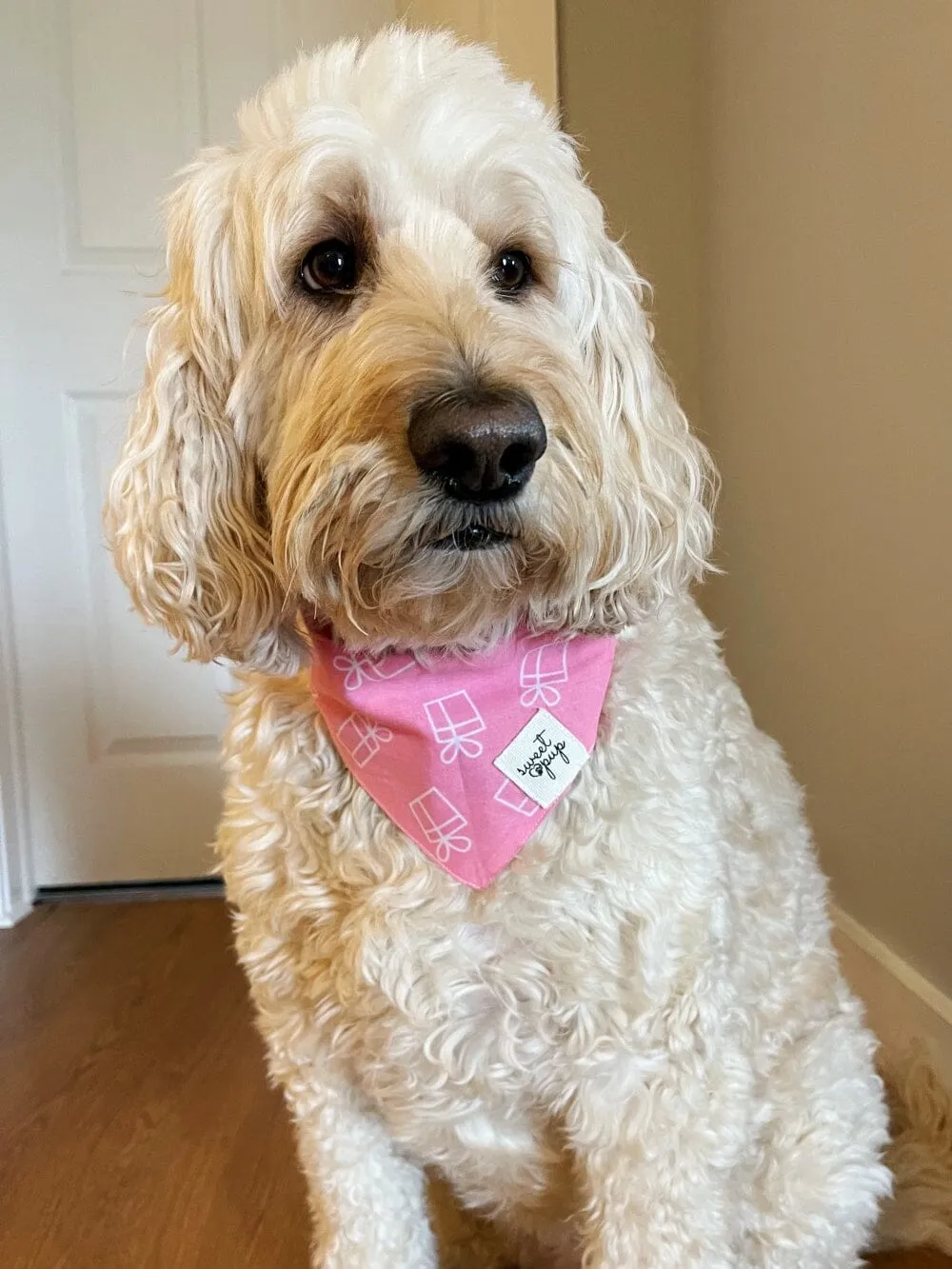 Dog Bandana - Dog Birthday Bandana Gifted Pink