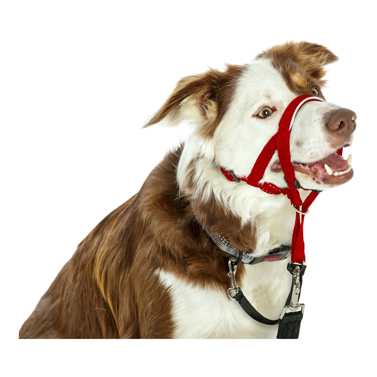 Dog Training Collars by Company of Animals Halti Muzzle 4054 Cm