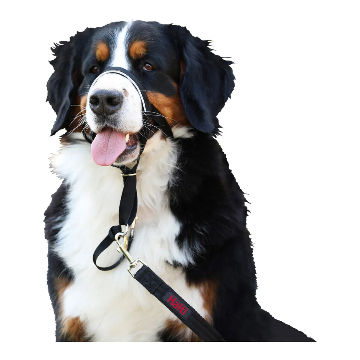 Dog Training Collars Company of Animals Halti Black Muzzle 40-54 Cm