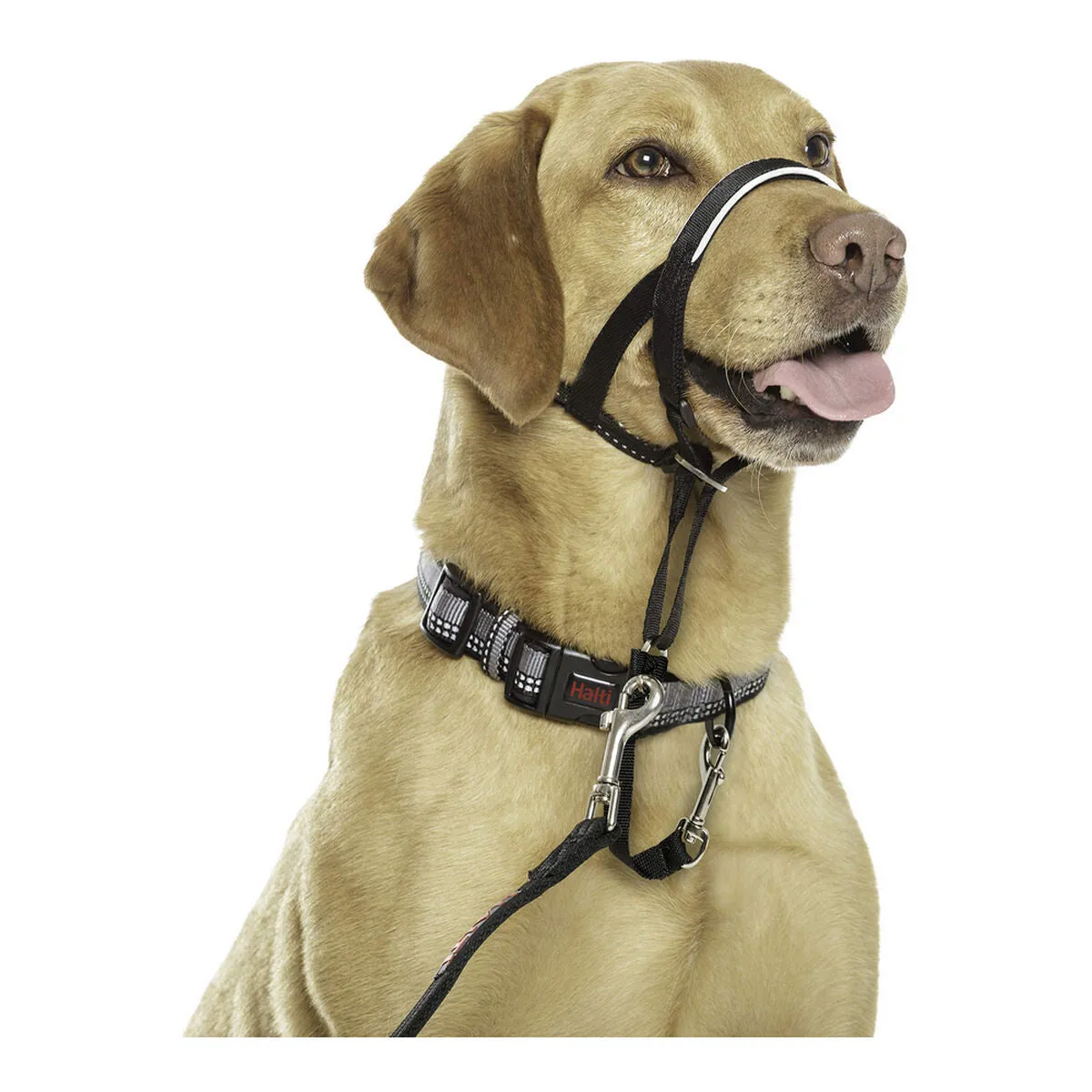 Dog Training Collars Company of Animals Halti Black Muzzle 40-54 Cm