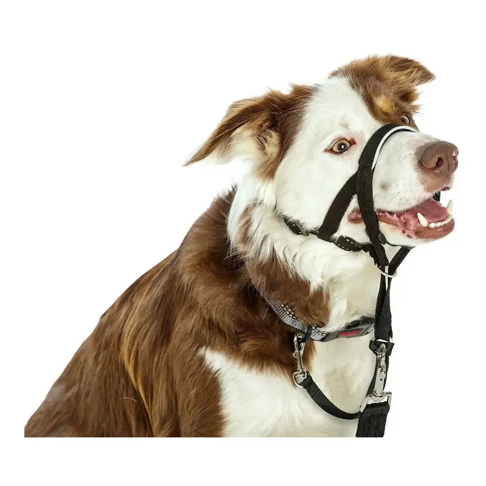 Dog Training Collars Company of Animals Halti Black Muzzle (46-62 Cm)